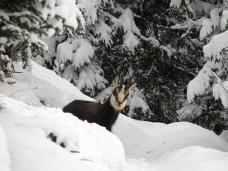 Klik za večjo sliko